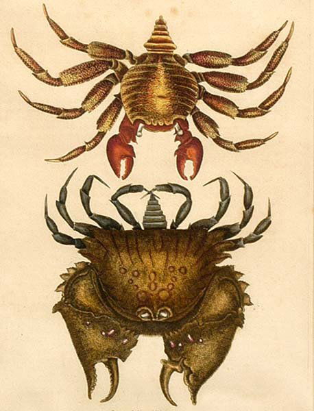 Mark Catesby etching: (British, 1679-1749), [Pagurus Maculatus] and [Cancer chelis crafsifsimi]" T36 from [The National History of Carolina, Florida, and the Bahama Islands], London, 1754, hand-colored etching on laid pape