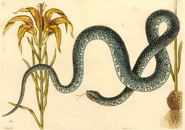 Two Catesby hand-colored etchings: (Mark Catesby, British, 1679-1749), from [The National History of Carolina, Florida, and the Bahama Islands], London, 1754, [fleur de lis] watermark: [Anguis] with [Lilium] or the Wampum Snake, T58, c