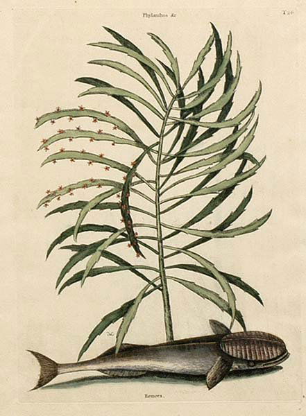 Mark Catesby etching: (British, 1679-1749), [Phylanthos…Remora] from [The National History of Carolina, Florida, and the Bahama Islands], London, conjoined "MC" monogram in plate, hand-colored etching on laid paper, plat