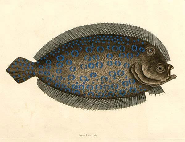 Mark Catesby etching: (British, 1679-1749), [Solea lunata…], T27 from [The National History of Carolina, Florida, and the Bahama Islands], London, 1754, watermark for J. Whatman, 1816, conjoined "MC" monogram lower right