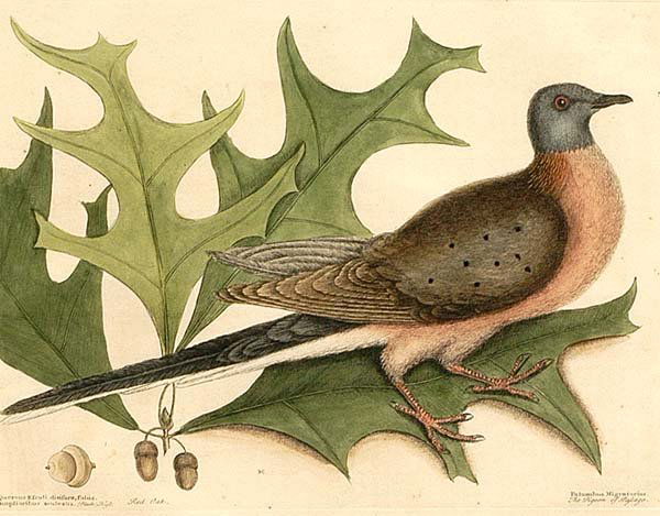 Mark Catesby etching: (British, 1679-1749), "The Pigeon of Passage", T. 23, with leaves of a Red Oak, from [The Natural History of Carolina, Florida and the Bahama Islands], London, hand-colored etching, "Honig" watermark,