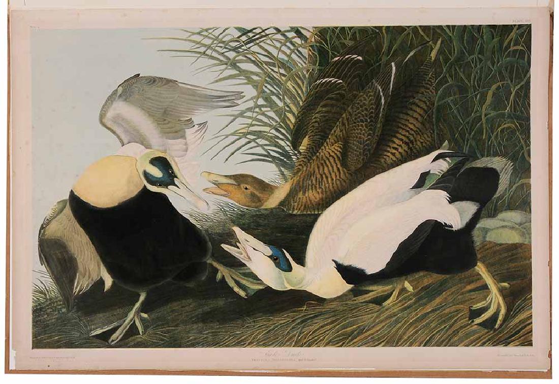 After John James Audubon (1 of 5)