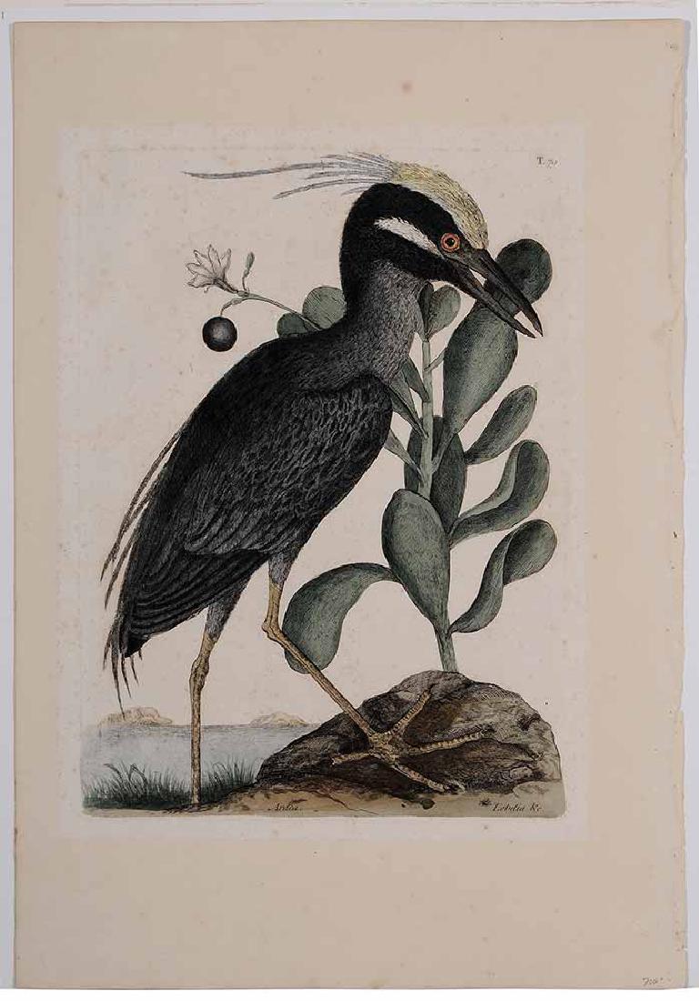 Mark Catesby: (British, 1679-1749) Yellow-crowned Night Heron [Ardea], T.79 from [The Natural History of Carolina, Florida and the Bahama Islands], 18th century edition, signed, handcolored engraving on laid paper