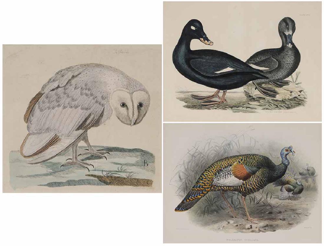 Three Ornithological prints (1 of 11)
