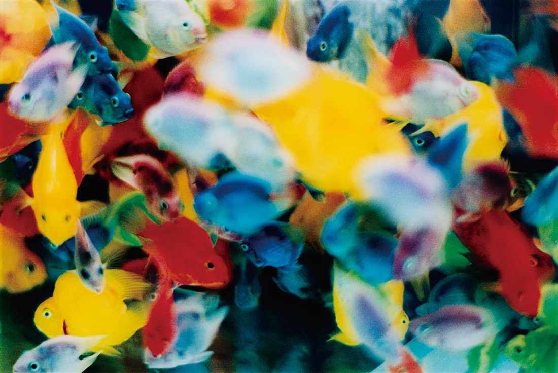 MIKA NINAGAWA, Noir: 2010-2015. C print mounted on Plexiglas 3/6. 68.6x103 cm