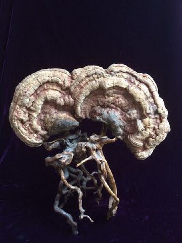 A NATURAL LING-ZHI GROUP: A NATURAL LING-ZHI GROUP.SIZE:H=16"