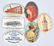 15- CELLULOID ADVERTISING POCKET MIRRORS - 3