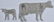 4-DELAVAL TIN ADVERTISING COWS - 3