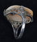 18kt GOLD & EDWARDIAN SILVER CAMEOS - 5