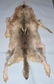 CANADIAN INUIT FULL GRAY WOLF SKIN w/ DECORATION - 6