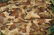 KOREAN WAR U.S.M.C CAMOUFLAGE SHELTER HALF - 4