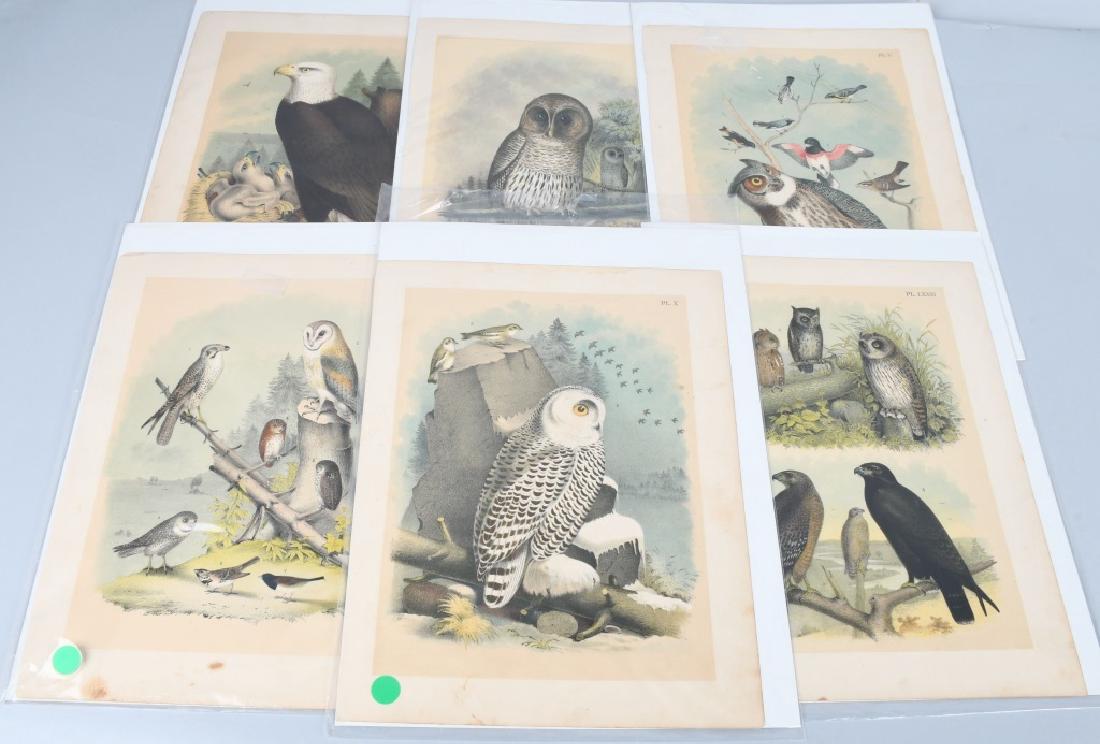6-ANTIQUE COLOR BIRD PRINTS, BALD EAGLE & OWLS (1 of 4)