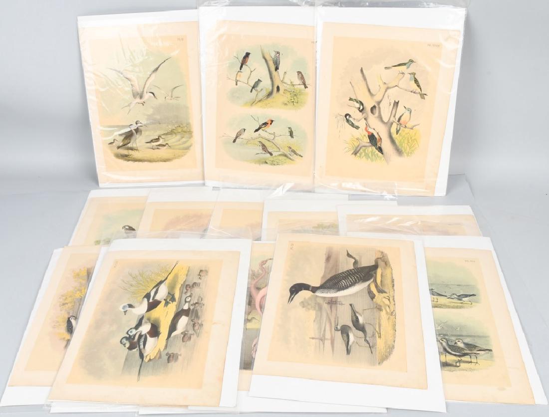 15-ANTIQUE COLOR BIRD PRINTS (1 of 8)