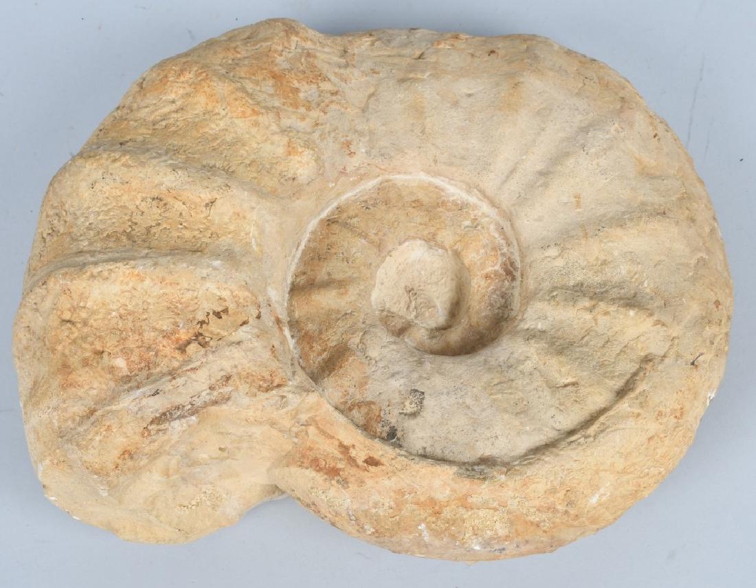 18 LB AMMONITE SHELL FOSSILE (1 of 2)