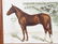SIMMOCOLON STOCK HORSE FARM LITHO - 2
