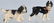 6-HUBLEY CAST IRON DOG PAPERWEIGHTS - 2