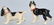 6-HUBLEY CAST IRON DOG PAPERWEIGHTS - 3