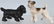 6-HUBLEY CAST IRON DOG PAPERWEIGHTS - 4