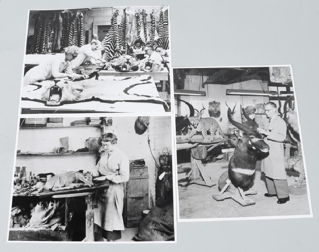 3-ROWLAND WARD TAXIDERMY PHOTOS: 3 8" by 10" glossy photos of Rowland Wards Taxidermy studio, called "The Jungle". James Rowland Ward (1848–1912) was a British taxidermist and founder of the firm Rowland Ward Limited of Piccadilly,