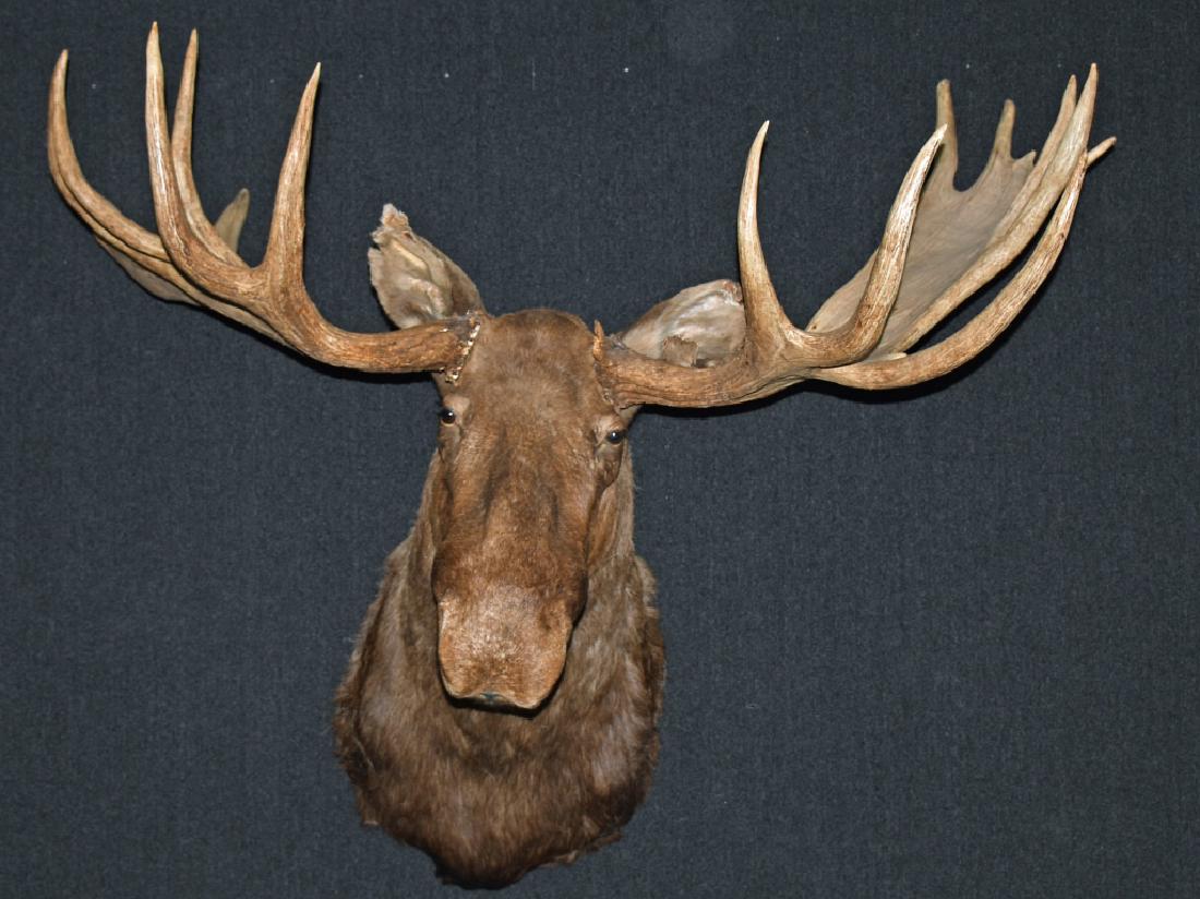 FULL HEAD TAXIDERMY MOOSE MOUNT W. ANTLERS: Large moose mount. Full head taxidermy with detachable antlers and hook for wall mounting. Each antler measures approximately 43" long. Head section is approximately 22" across, approximately 108" acr
