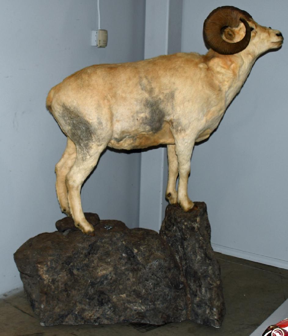 FULL BODY TAXIDERMY MOUNT WHITE CORSICAN RAM: Full body taxidermy of a White Corsican Ram. Mounted on a base made to look like boulders and rocks. Base measures approximately 4' x 2' x 26" (all measurements taken at widest point) and the ram itse