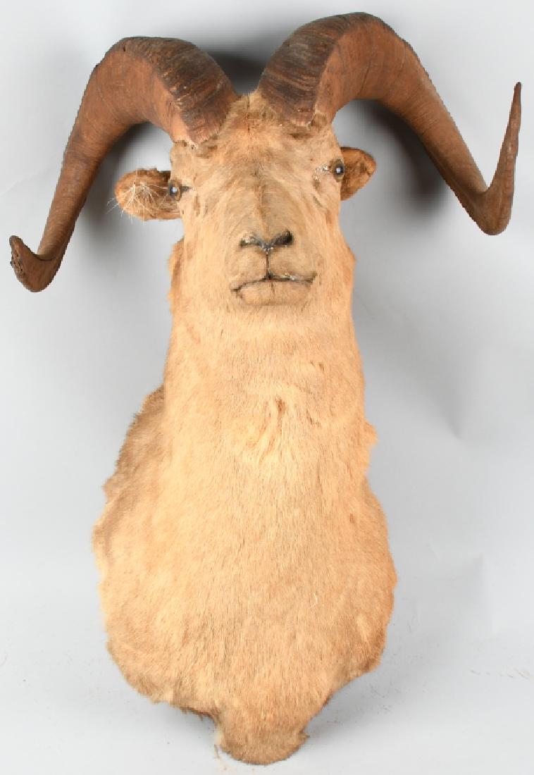 FULL HEAD TAXIDERMY RAM WALL MOUNT: Full head taxidermy of Ram. Right facing. 23" wide at the widest point (tips of horns); protrudes approximately 28" from the wall, and measures approximately 31" from top to bottom. Well done, natural