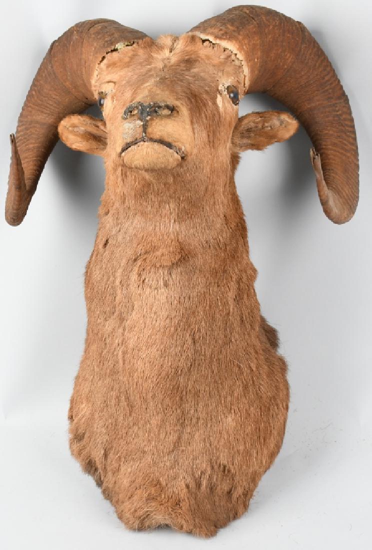 FULL HEAD TAXIDERMY RAM WALL MOUNT: Full head taxidermy of Ram. Straight facing. 19" wide at the widest point (tips of horns); protrudes approximately 18" from the wall, and measures approximately 29" from top to bottom. Well done, natu