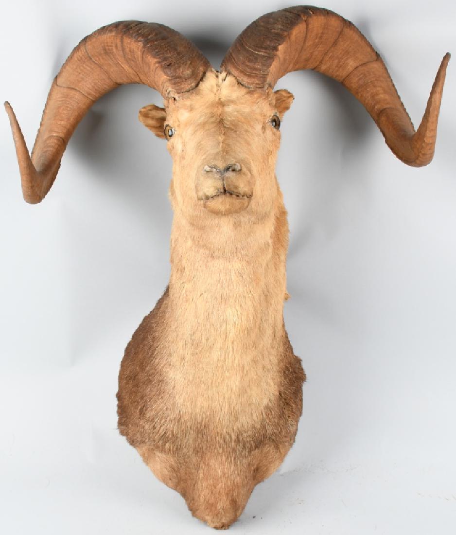 FULL HEAD TAXIDERMY RAM WALL MOUNT: Full head taxidermy of Ram. Straight facing. 27" wide at the widest point (tips of horns); protrudes approximately 24" from the wall, and measures approximately 35" from top to bottom. Well done, natu