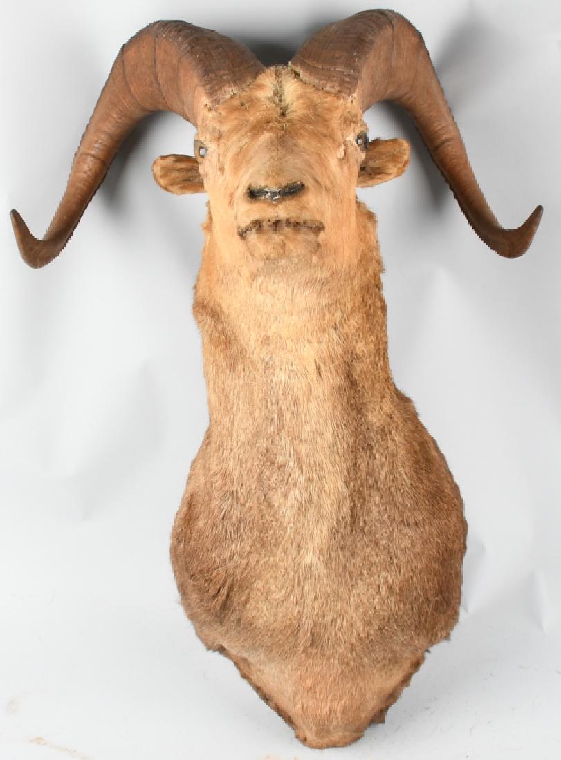 FULL HEAD TAXIDERMY RAM WALL MOUNT: Full head taxidermy of Ram. Straight facing. 26" wide at the widest point (tips of horns); protrudes approximately 22" from the wall, and measures approximately 38" from top to bottom. Well done, natu