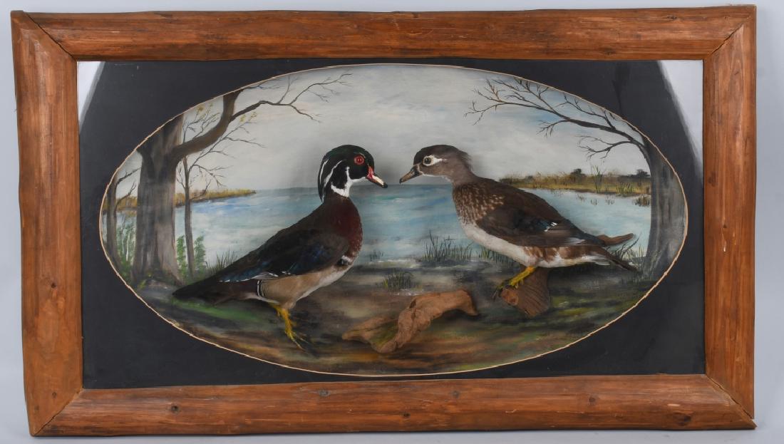 MOUNTED TAXIDERMY MALE & FEMALE WOOD DUCK: Mounted male and female ducks in square natural wood frame with natural painted backdrop. Measures approximately 44" wide, 26.5" tall, and about 7.5" deep. Excellent