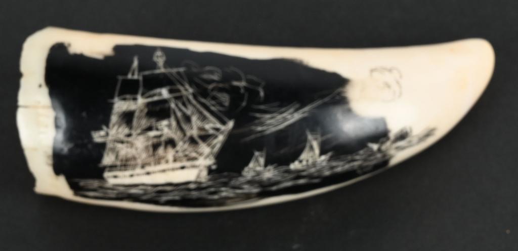 REVERSE SCRIMSHAW WHALES TOOTH w/ SAILING SHIP: 4" Reverse Scrimshaw Whales Tooth with Sailing Ship. Done in reverse to look like ship is sailing at night. Signed by the Artist. Age of scrimshaw unknown. Excelelnt