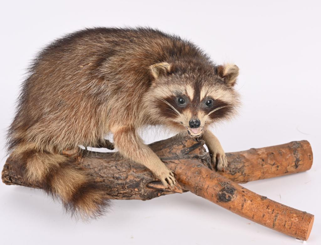STUFFED RACOON ON DISPLAY LOG: Naturalist display mounted on log.