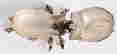 item-135745314=3