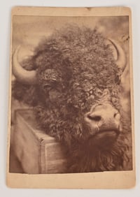 Cabinet Card Buffalo Head