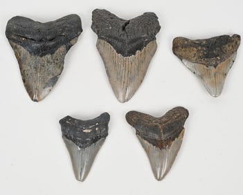 5- MEGALODON FOSSIL TEETH