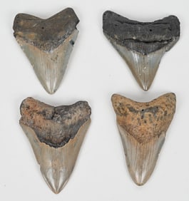 4- MEGALODON FOSSIL TEETH