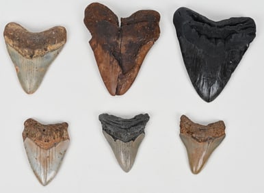 6- MEGALODON FOSSIL TEETH