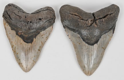 2- MEGALODON FOSSIL TEETH