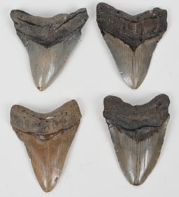 4- MEGALODON FOSSIL TEETH