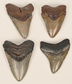 4- MEGALODON FOSSIL TEETH