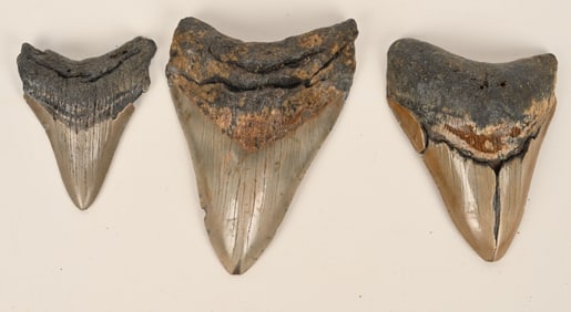 3- MEGALODON FOSSIL TEETH