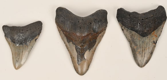 3- MEGALODON FOSSIL TEETH