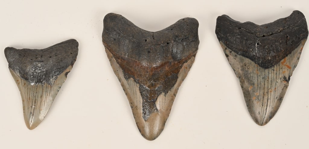 3- MEGALODON FOSSIL TEETH: Lot includes 3 Megalodon teeth which date from the Miocene Epoch (about 2.6 to 15 Million Years Ago). The measurements are: 5 3/8", 4 3/4", and 3 7/8". Very Good