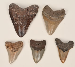 5- MEGALODON FOSSIL TEETH