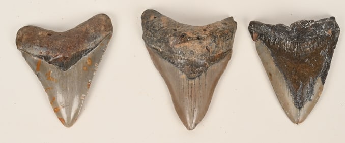 3- MEGALODON FOSSIL TEETH