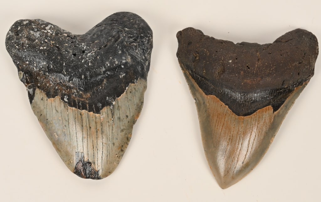 2- MEGALODON FOSSIL TEETH: Lot includes 2 Megalodon teeth which date from the Miocene Epoch (about 2.6 to 15 Million Years Ago). The measurements are: 5" and 4 3/4". Very Good