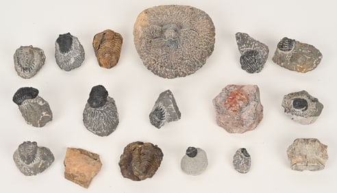 LOT OF FOSSILS, TRILOBITES & MORE