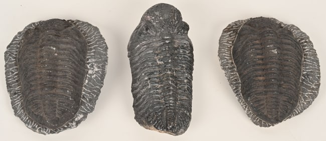 3- TRILOBITE FOSSILS