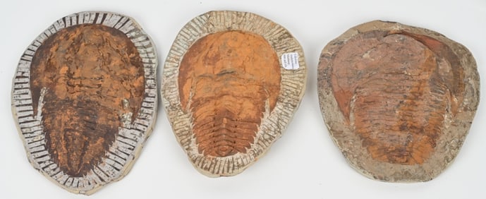 3- LARGE TRILOBITE FOSSILS