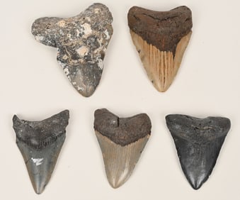 5- MEGALODON FOSSIL TEETH